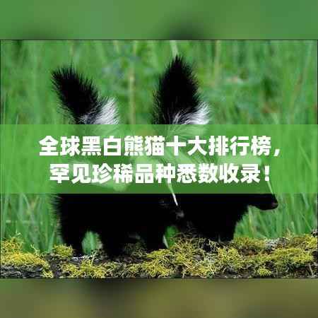 全球黑白熊猫十大排行榜，罕见珍稀品种悉数收录！