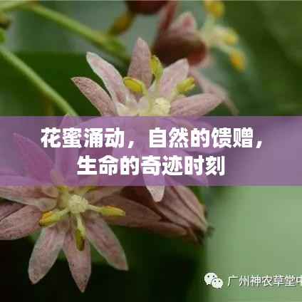 花蜜涌动,自然的馈赠,生命的奇迹时刻