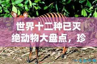 世界十二种已灭绝动物大盘点,珍稀动物排名揭秘