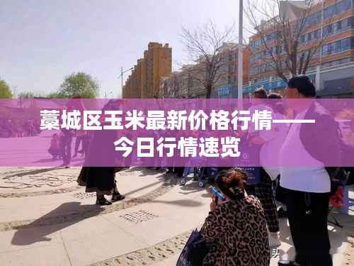 藁城区玉米最新价格行情——今日行情速览
