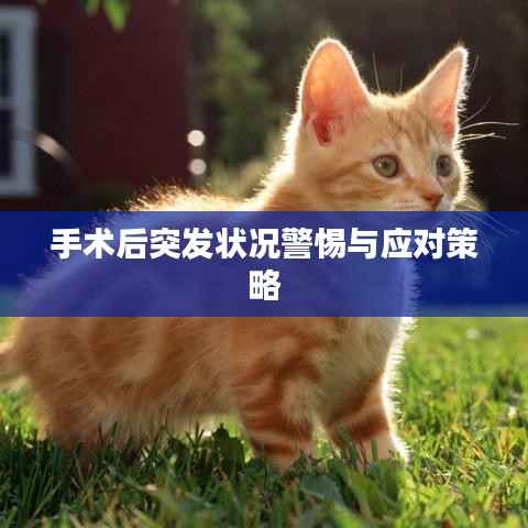 手术后突发状况警惕与应对策略