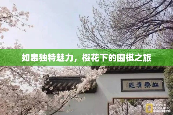 如皋独特魅力,樱花下的围棋之旅