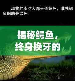 揭秘鳄鱼，终身换牙的神秘生物探秘
