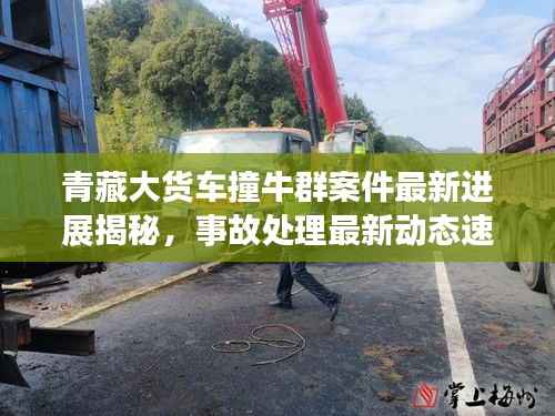 青藏大货车撞牛群案件最新进展揭秘,事故处理最新动态速递