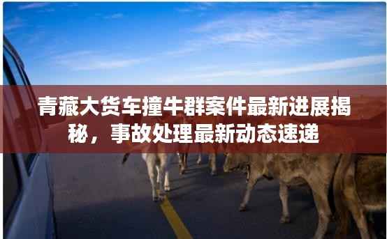 青藏大货车撞牛群案件最新进展揭秘,事故处理最新动态速递