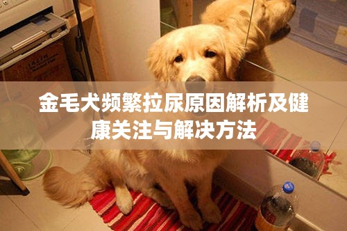 金毛犬频繁拉尿原因解析及健康关注与解决方法