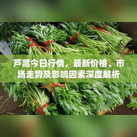 芦蒿今日行情,最新价格、市场走势及影响因素深度解析