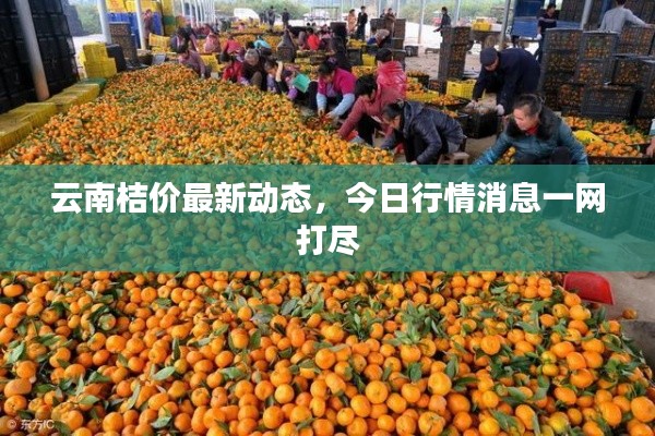 云南桔价最新动态，今日行情消息一网打尽