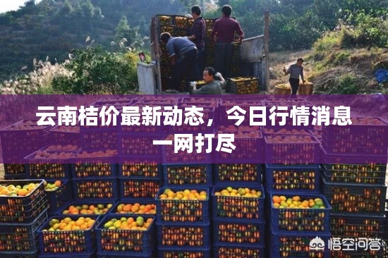 云南桔价最新动态,今日行情消息一网打尽