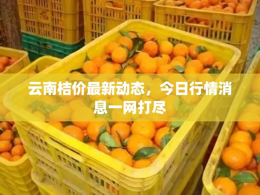 云南桔价最新动态,今日行情消息一网打尽