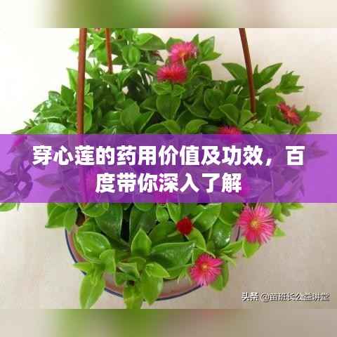 穿心莲的药用价值及功效，百度带你深入了解