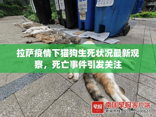 拉萨疫情下猫狗生死状况最新观察，死亡事件引发关注