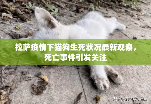 拉萨疫情下猫狗生死状况最新观察,死亡事件引发关注