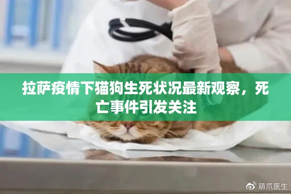 拉萨疫情下猫狗生死状况最新观察,死亡事件引发关注