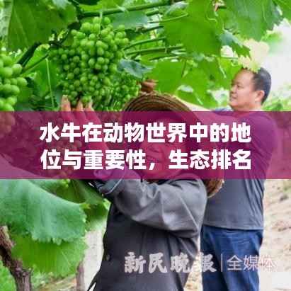 水牛在动物世界中的地位与重要性，生态排名揭秘
