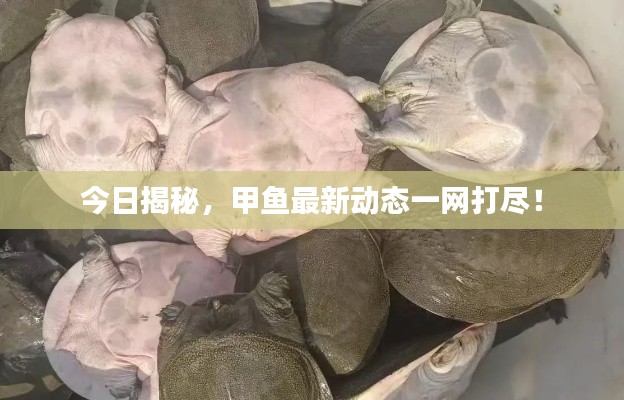 今日揭秘,甲鱼最新动态一网打尽!