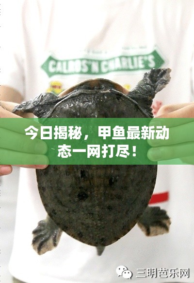 今日揭秘,甲鱼最新动态一网打尽!