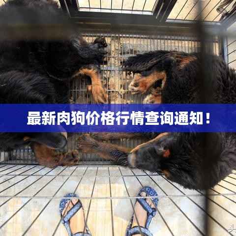 最新肉狗价格行情查询通知!