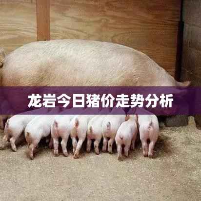 龙岩今日猪价走势分析