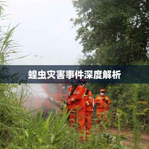 蝗虫灾害事件深度解析