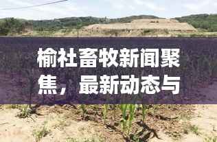 榆社畜牧新闻聚焦，最新动态与发展报道